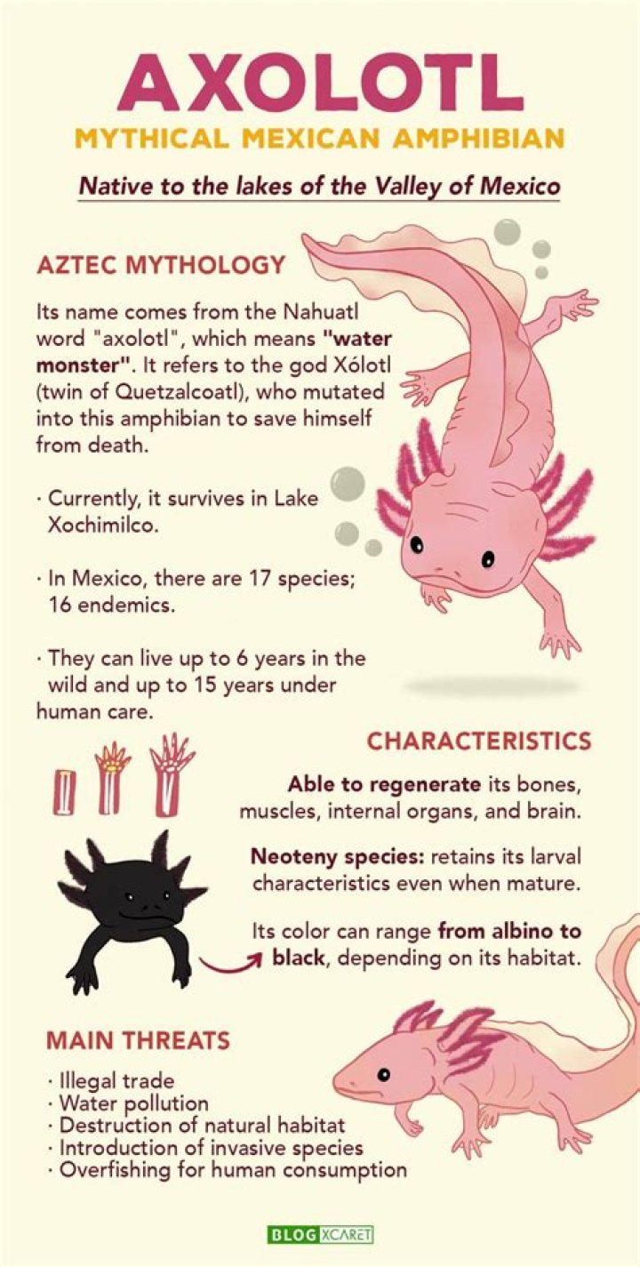 Exploring The Fascinating World Of Axolotls: What Are The Types Of Axolotls?