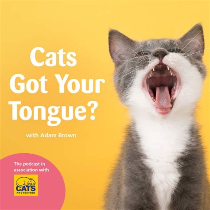 Why The Sassy Phrase "Cat Got Your Tongue?" Originated